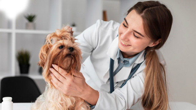 Médica veterinária sorridente com estetoscópio realizando atendimento em um cachorro da raça Yorkshire em consultório clínico.